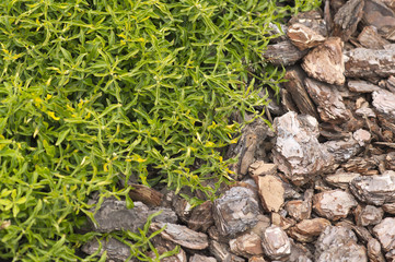 Decorative background