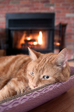 Cat By The Fireplace