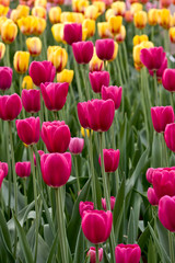 Tulips