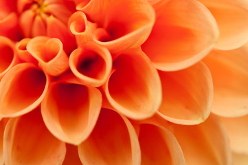 Dahlia orange. Feuilles de fleurs