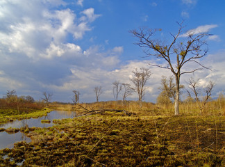 On the bank of a bog in spring