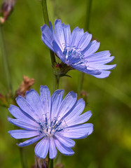 Two flowers of chicory