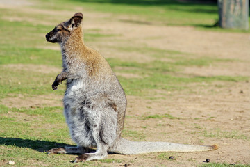 Naklejka premium a wild wallaby