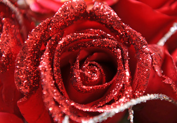 beautiful close up Red rose with diamond