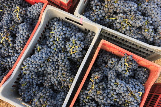 Grappes de raisin pendant les vendanges, grape and wine