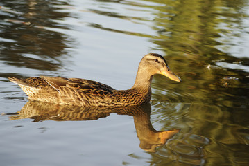 Female mallard duck