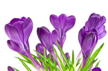 Beautiful violet crocus isolated on white