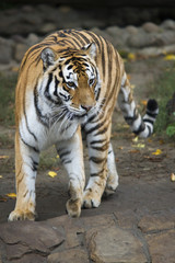 Fototapeta na wymiar Tygrys syberyjski na spacer