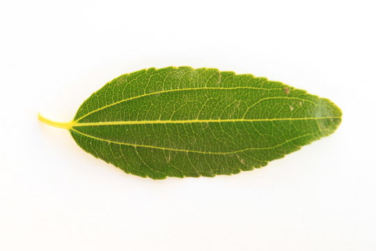 feuille de jujubier