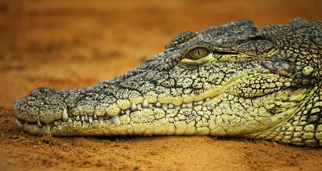 Papier Peint photo Lavable Crocodile crocodile