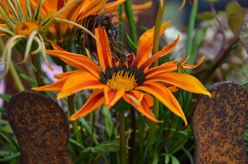 Mittagsblume