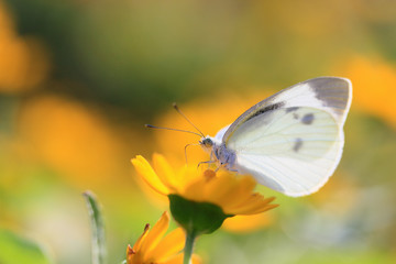 White butterfly on flower