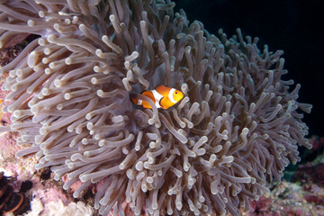 Fototapeta na wymiar Clown fish ukrywa w swojej anemon