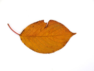 紅葉した葉のアップ