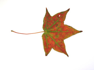 紅葉したかえで