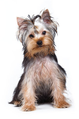 Yorkshire terrier puppy on white