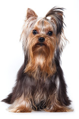 Yorkshire terrier puppy on white
