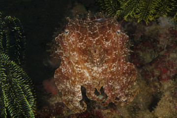 Con Angesicht zu Angesicht