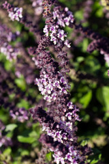 Obraz premium Basilikum Blüten