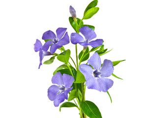 Fototapeta na wymiar Piękny niebieski kwiat na białym tle