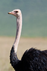 Ngorongoro ostrich