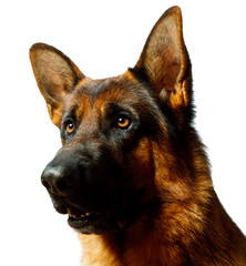 German Shepherd - white background