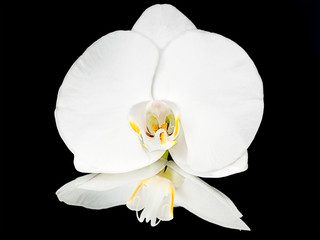 Fototapeta na wymiar White orhid head, isolated on black