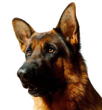 German Shepherd - white background