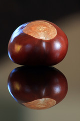 Kastanie mit Spiegelung