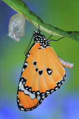 amazing moment about butterfly change form chrysalis