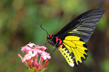 flying golden butter