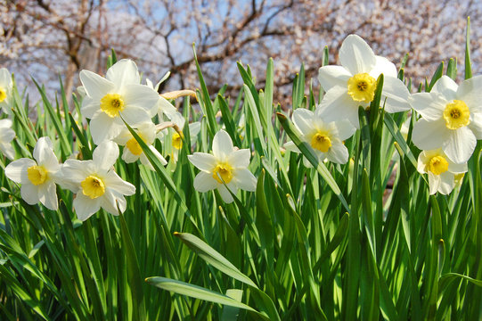 fresh spring narcissus flowers