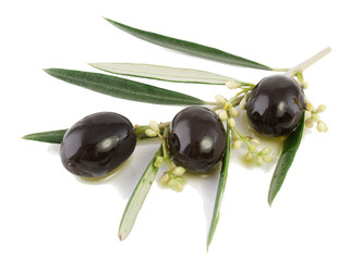 Olives on a blossoming branch with leaves in oil.