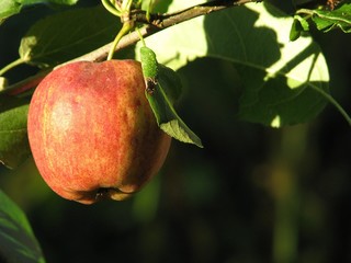 Pommier