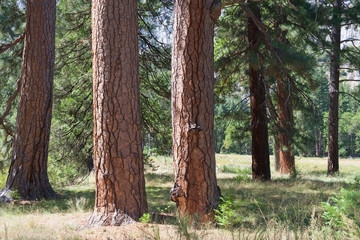 Trees in Yosemite © SergiyN