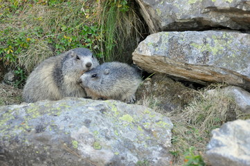 deux marmottes qui se font un calin