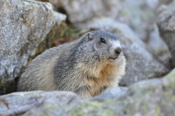 marmotte sur son rocher