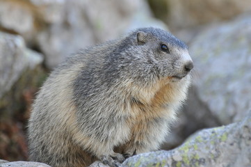 marmotte de profil sur son rocher