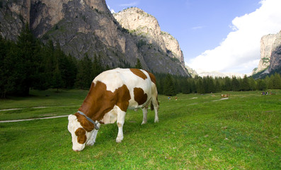 Fototapeta na wymiar Kuh in den Alpen - Dolomiten
