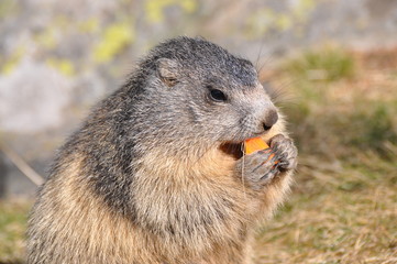 marmotte de profil qui mange une carotte