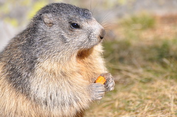 marmotte de profil qui mange une carotte