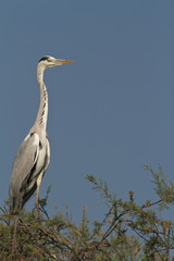 heron cendré