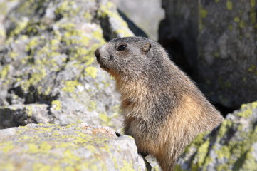 marmotte de profil sur son rocher