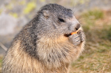 marmotte qui mange sa carotte de profil