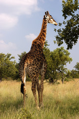 A Giraffe eating