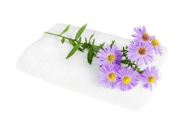 Violette Aster mit weißem Handtuch