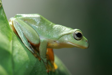 cute green frog on green leaf