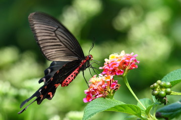 Beautiful flying Butterfly with red flowe