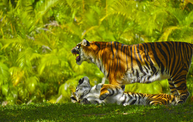 Bengal Tigers