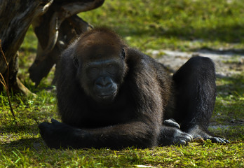 Gorilla